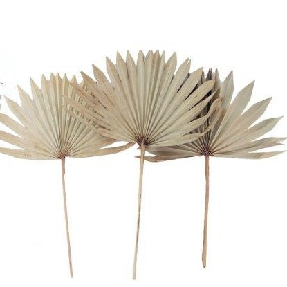 Sun Palm Spears set of six